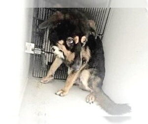 German Shepherd Dog-Unknown Mix Dogs for adoption in Houston, TX, USA