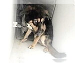 Small German Shepherd Dog Mix
