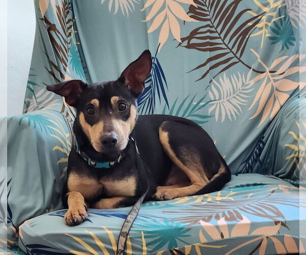 Medium Photo #1 Chihuahua-Unknown Mix Puppy For Sale in Cranston, RI, USA