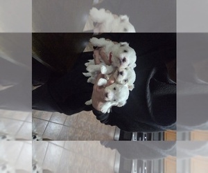 Cirneco Dell' Etna Puppy for Sale in WATERBURY, Connecticut USA