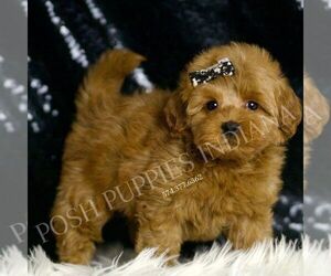 Goldendoodle (Miniature) Puppy for sale in WARSAW, IN, USA