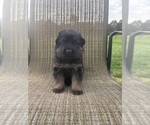 Puppy Beige Collar German Shepherd Dog