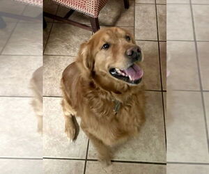 Golden Retriever-Unknown Mix Dogs for adoption in Boston, MA, USA