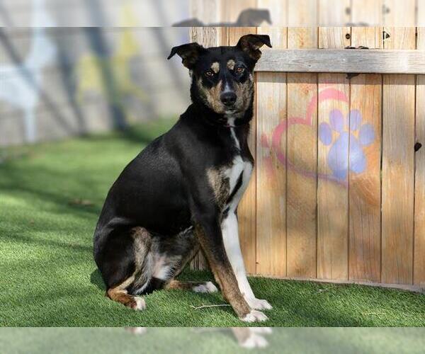 Medium Photo #1 Australian Kelpie-Unknown Mix Puppy For Sale in West Valley, UT, USA