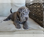 Small Chinese Shar-Pei