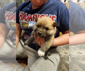 Pomeranian Puppy for Sale in MIDDLEBORO, Massachusetts USA
