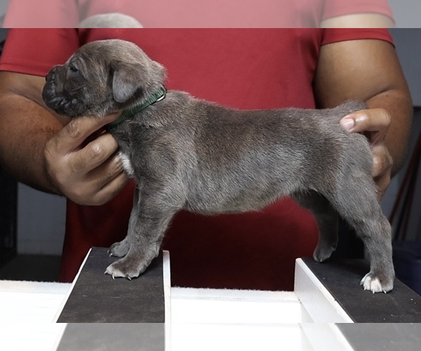 Medium Photo #10 Cane Corso Puppy For Sale in MOUNT MORRIS, MI, USA