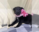 Small #2 Labrador Retriever Mix