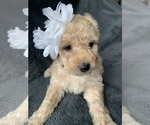 Small Photo #2 Aussiedoodle Miniature  Puppy For Sale in GREENWOOD, MO, USA