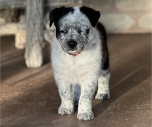 Medium Texas Heeler