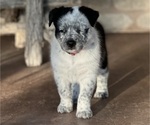 Puppy Red collar Texas Heeler