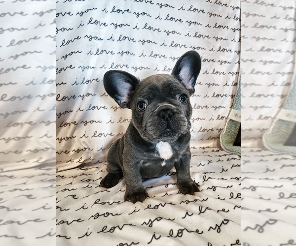 Medium Photo #6 French Bulldog Puppy For Sale in MADISONVILLE, KY, USA