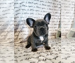 Small Photo #6 French Bulldog Puppy For Sale in MADISONVILLE, KY, USA