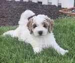 Puppy 2 Cockapoo-Poodle (Miniature) Mix