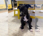 Small #4 American Staffordshire Terrier Mix