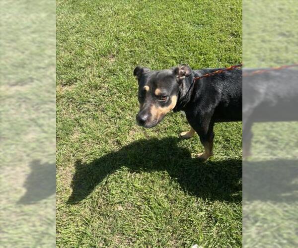 Medium Photo #2 German Shepherd Dog-Unknown Mix Puppy For Sale in Tulsa, OK, USA