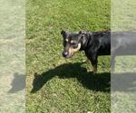 Small #1 German Shepherd Dog Mix