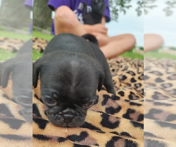 Medium Photo #7 Pug Puppy For Sale in CORY, IN, USA