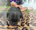 Small Photo #7 Pug Puppy For Sale in CORY, IN, USA