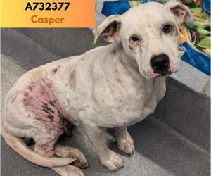 American Staffordshire Terrier-Unknown Mix Dogs for adoption in San Antonio, TX, USA