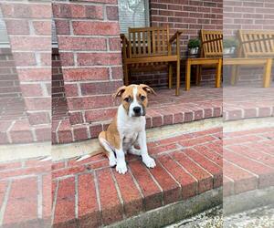Catahoula Leopard Dog-Unknown Mix Dogs for adoption in The Woodlands, TX, USA