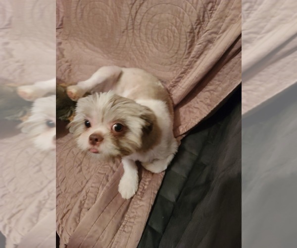 Medium Photo #1 Shih Tzu Puppy For Sale in BELLEVILLE, MI, USA