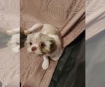 Small Photo #1 Shih Tzu Puppy For Sale in BELLEVILLE, MI, USA