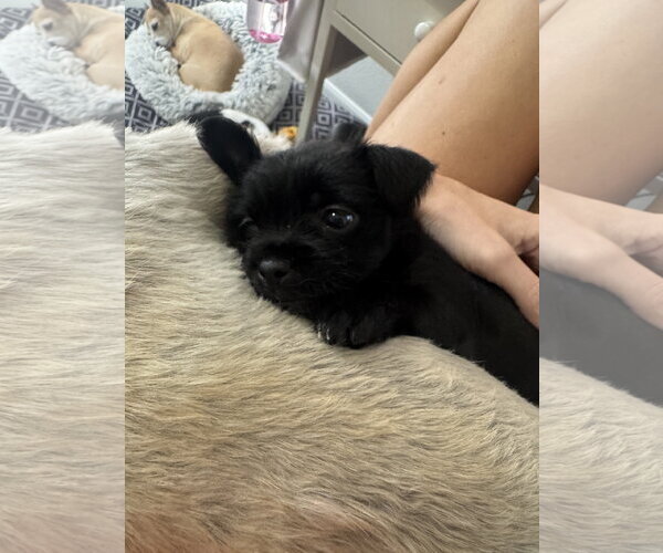 Medium Photo #6 ShiChi Puppy For Sale in Valrico, FL, USA