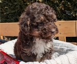 Puppy Bandit Poodle (Toy)
