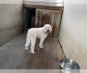 Poodle (Miniature)-Unknown Mix Dogs for adoption in Pasadena, CA, USA