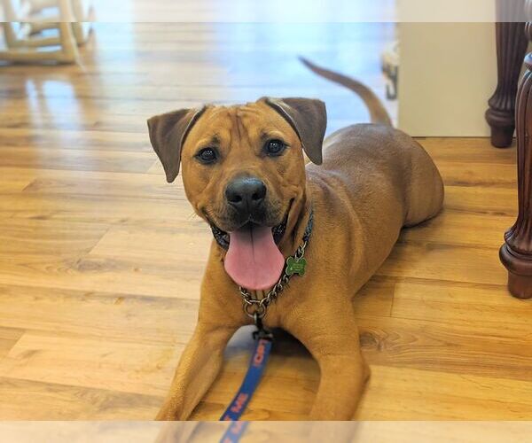 Medium Photo #46 Labrador Retriever-Unknown Mix Puppy For Sale in Pompano Beach , FL, USA