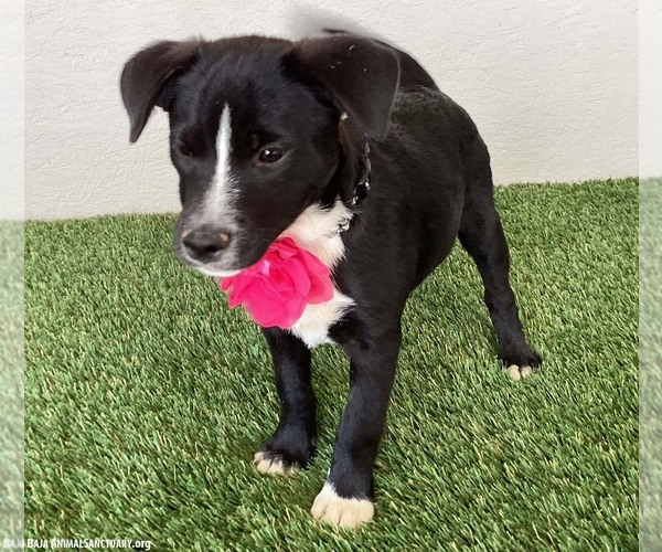 Medium Photo #4 Border Collie-Unknown Mix Puppy For Sale in San Diego, CA, USA