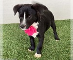 Small #3 Border Collie Mix