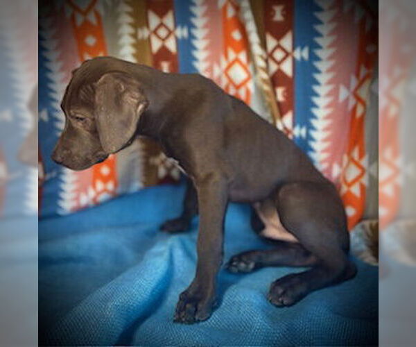 Medium Photo #3 Black Mouth Cur-Catahoula Leopard Dog Mix Puppy For Sale in Pleasanton, TX, USA