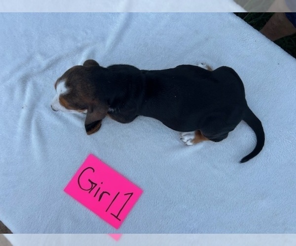 Medium Photo #4 Basset Hound Puppy For Sale in NEW BOSTON, TX, USA
