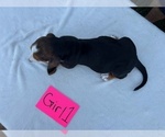 Small #3 Basset Hound