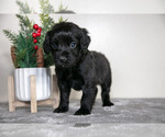 Puppy 1 English Cocker Spaniel