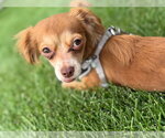 Small #2 Chihuahua Mix