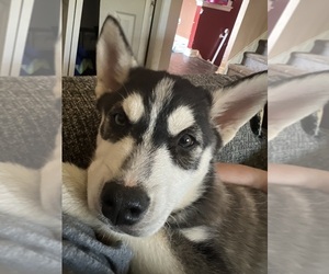 Siberian Husky Puppy for sale in WOODLYN, PA, USA