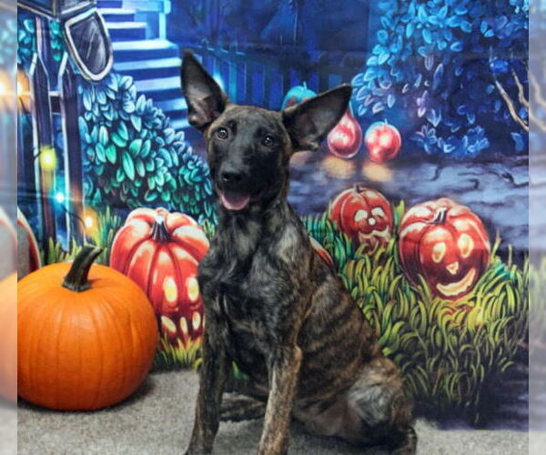 Medium Photo #1 - Mix Puppy For Sale in Imlay City, MI, USA