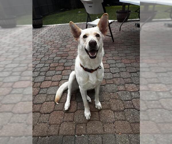 Medium Photo #1 Siberian Husky Puppy For Sale in San Antonio, TX, USA