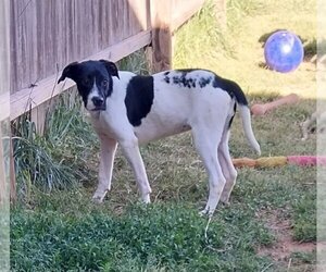 Pointer-Unknown Mix Dogs for adoption in Mooresville, NC, USA