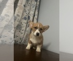 Small #23 Pembroke Welsh Corgi