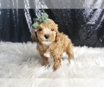 Puppy Reese F1 Maltipoo