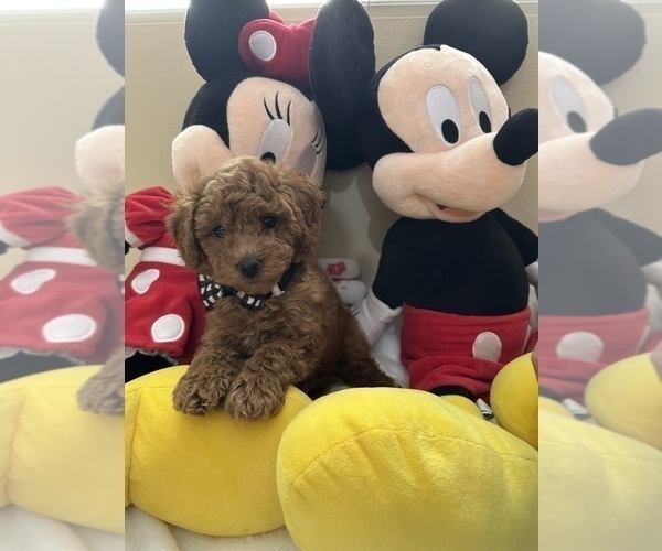 Medium Photo #4 Poodle (Toy) Puppy For Sale in NORTH HILLS, CA, USA