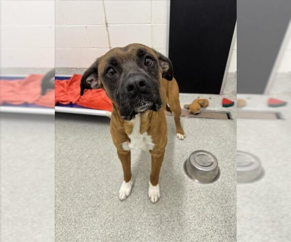 Medium Photo #1 Rhodesian Ridgeback-Unknown Mix Puppy For Sale in Fort Collins, CO, USA