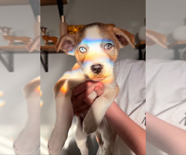 Medium Photo #3 Mutt Puppy For Sale in Laramie, WY, USA