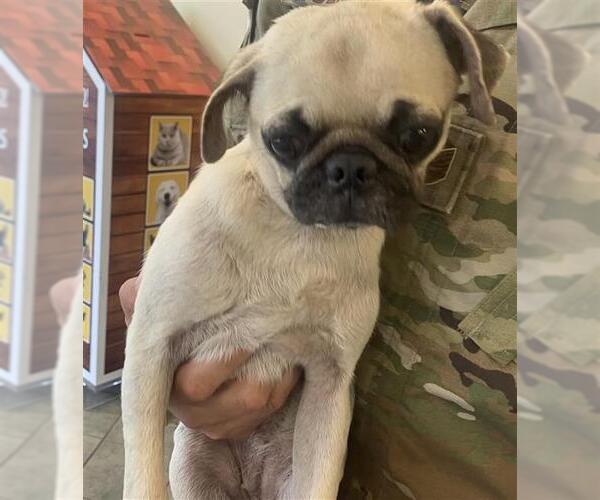 Medium Photo #1 Pug Puppy For Sale in San Antonio, TX, USA
