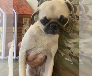 Pug Dogs for adoption in San Antonio, TX, USA