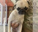 Small Pug